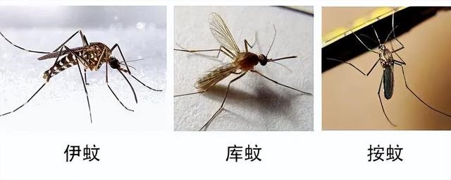今年的蚊子好像变少了,蚊子难道也怕热北上避暑了?