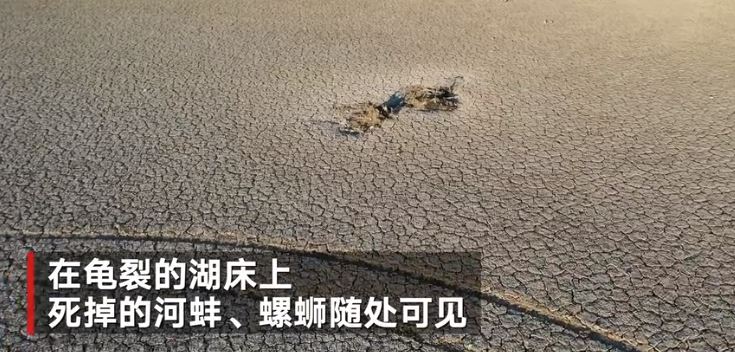 探访鄱阳湖干枯水域:干死的河蚌随处可见,20年渔民头一次湖上骑车