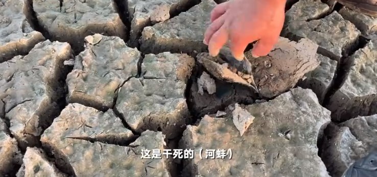 探访鄱阳湖干枯水域:干死的河蚌随处可见,20年渔民头一次湖上骑车