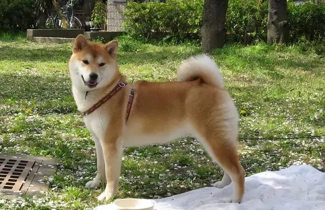柴犬为什么那么招人喜欢呢?来看看原因吧