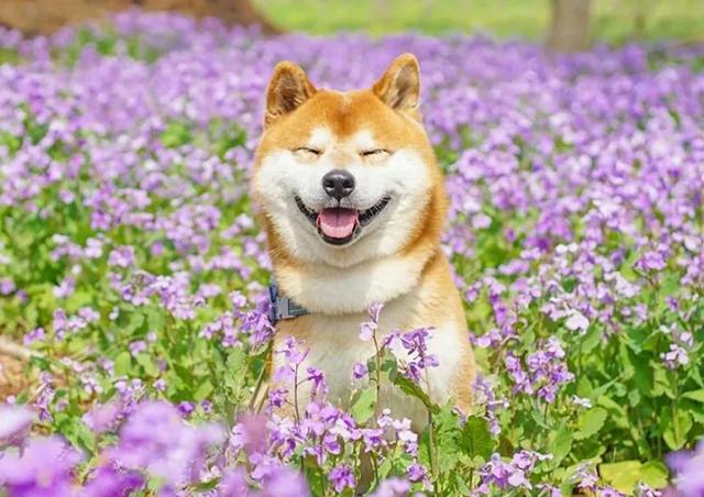 柴犬为什么那么招人喜欢呢?来看看原因吧