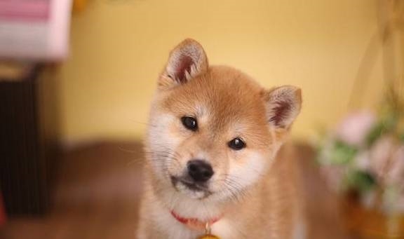 柴犬为什么那么招人喜欢呢?来看看原因吧