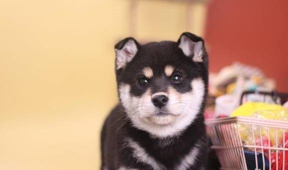 柴犬为什么那么招人喜欢呢?来看看原因吧