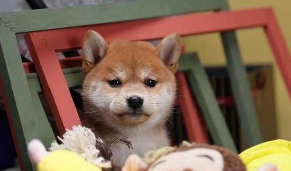 柴犬为什么那么招人喜欢呢?来看看原因吧