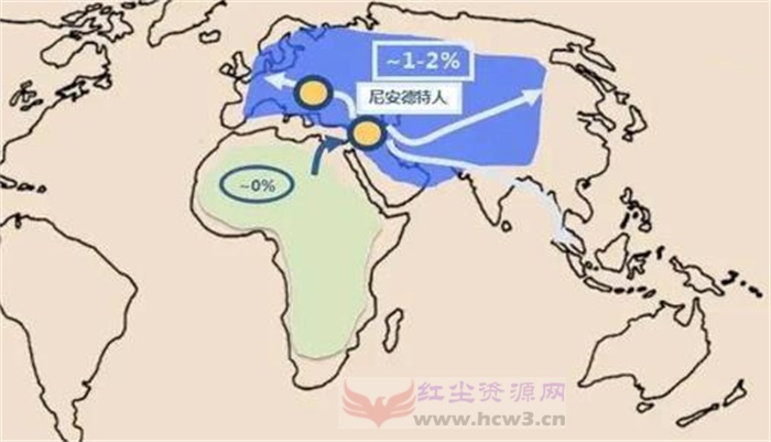 尼安德特人比人类更加强壮,脑容量更大为何没有竞争过人类