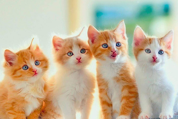 自从养了猫运气就一直不好(养猫最对生意有什么影响)