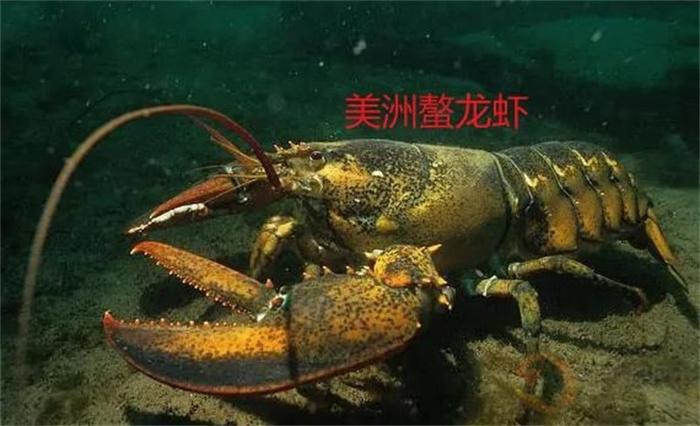 世界上最大的虾是什么虾(美洲螯龙虾)