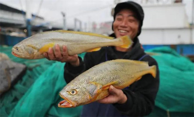 顶级海鲜有哪些 名贵海鲜排行(大黄鱼,鹅颈藤壶等)