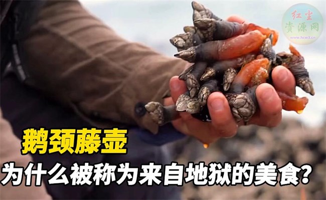 顶级海鲜有哪些 名贵海鲜排行(大黄鱼,鹅颈藤壶等)