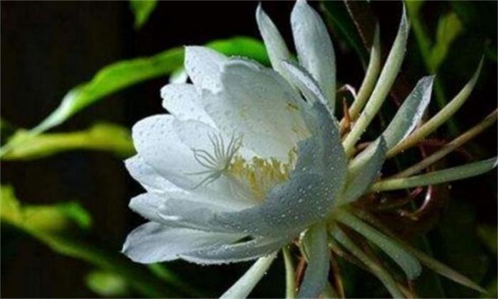 昙花什么时候开花 昙花养几年才能开花(夏季)