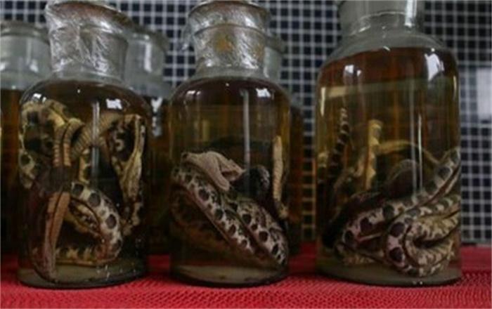 蛇在酒里泡了一年多 开瓶后窜出咬死人 蛇为什么没有死