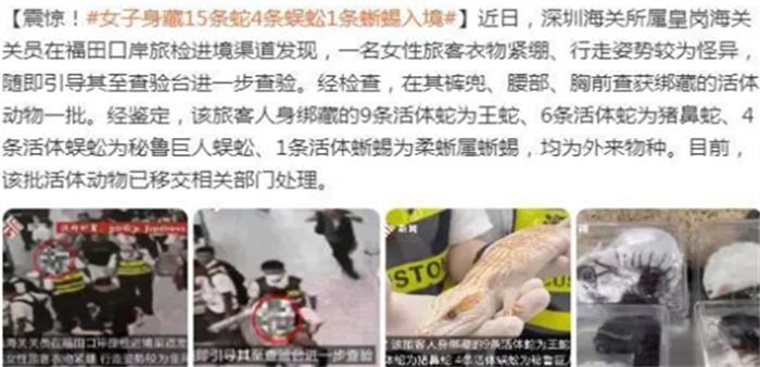 女子胸前腰部绑藏15条活体蛇入境因走路姿势怪异被发现