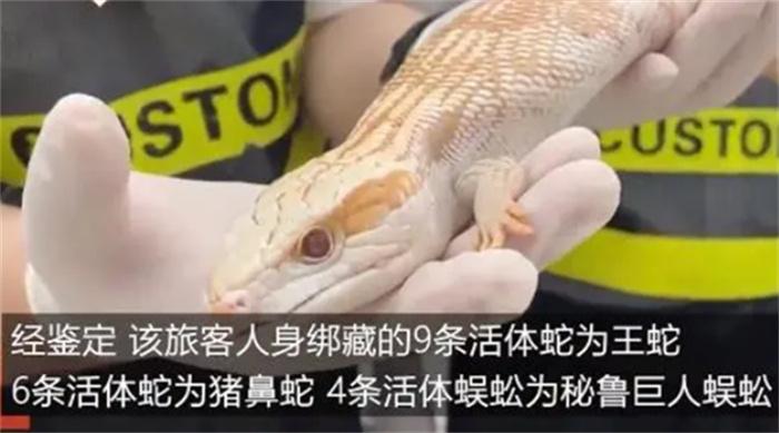 女子胸前腰部绑藏15条活体蛇入境因走路姿势怪异被发现
