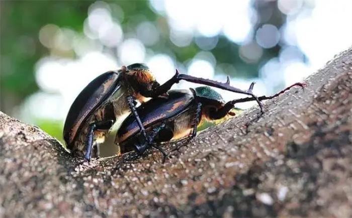 野生甲壳虫“灭绝”41年 如今重现江湖(生物恢复)