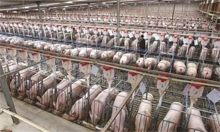 美国一斤猪肉不到一美元 为啥会这么便宜(美国猪肉)